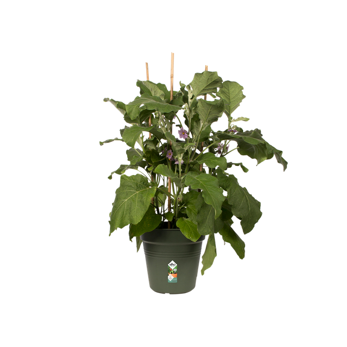green basics kweekpot 15cm blad groen